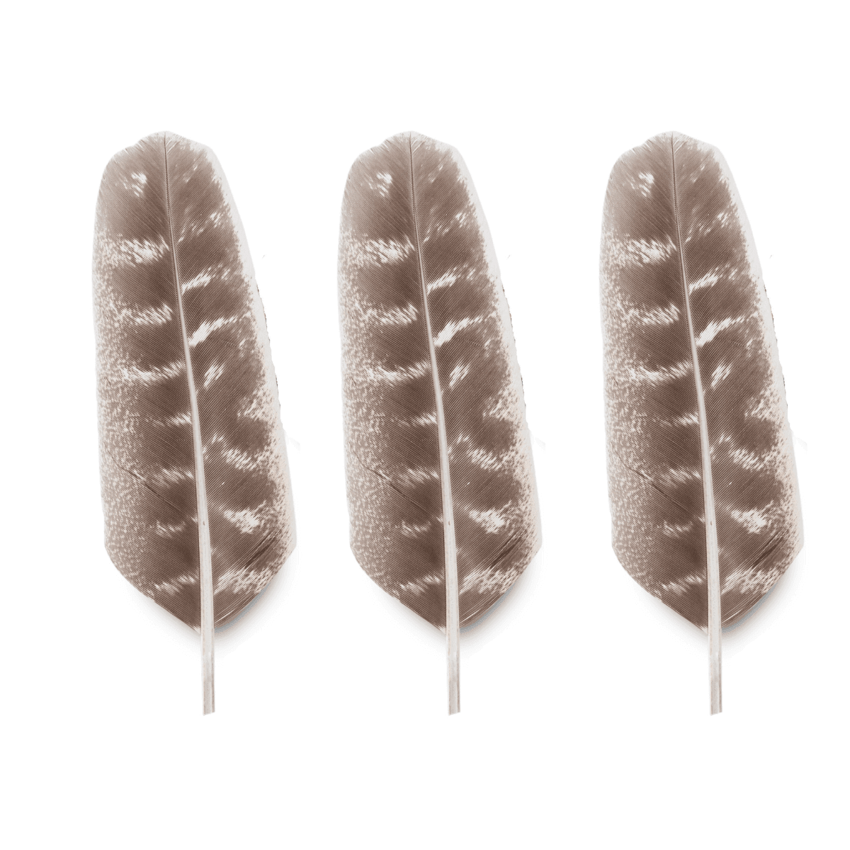Turkey Smudge Feather - Classic Variable